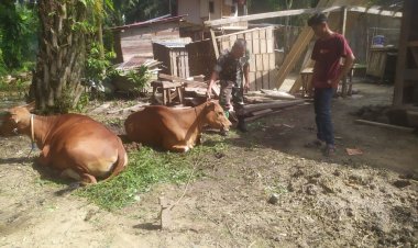 Babinsa Koramil 05/Peranap Pantau dan Cek Kesehatan Ternak Milik Warga Terkait Wabah PMK