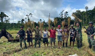 Program Ketahanan Pangan Satgas Yonif 122/TS Menuai Hasil Panen Padi Bersama Masyarakat Kampung Pund
