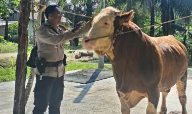 Remon, Sapi Bhabinkamtibmas Inhu untuk Kurban Prabowo