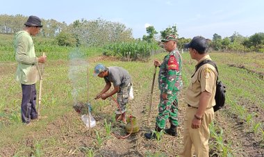 Babinsa Wonosegoro Basmi Hama Tikus Demi Panen Jagung