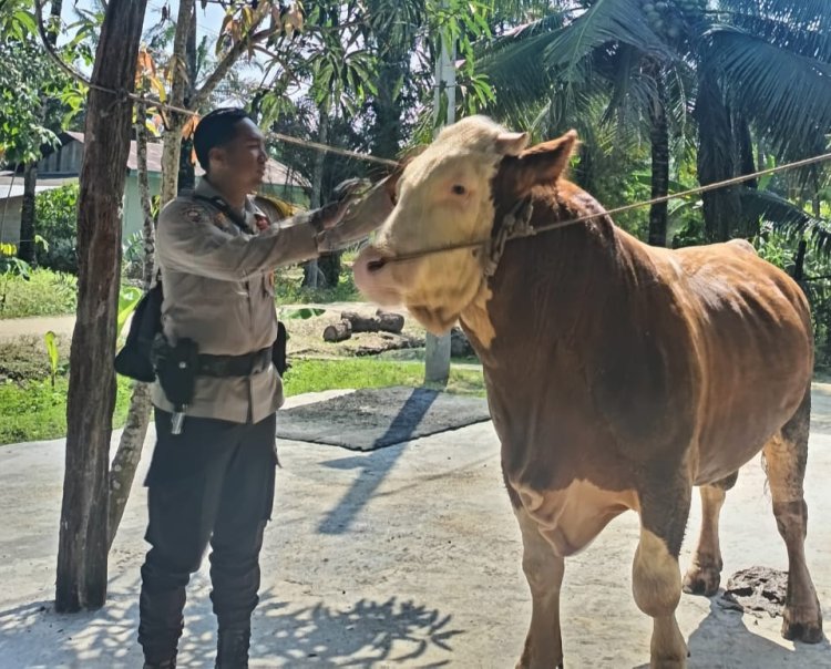 Remon, Sapi Bhabinkamtibmas Inhu untuk Kurban Prabowo