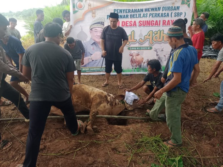 Deddy Handoko Beri 14 Sapi Kurban di Inhu