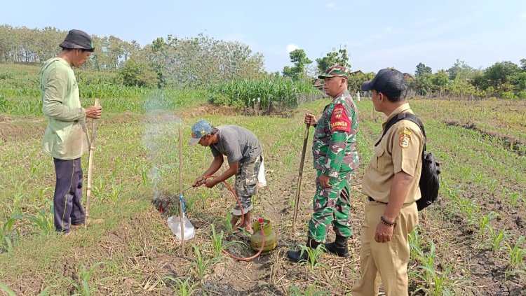 Babinsa Wonosegoro Basmi Hama Tikus Demi Panen Jagung