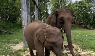 Domang & Tari Jadi Warga Kehormatan Riau di TNTN