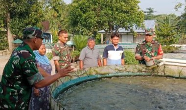 Babinsa Bantu Peternak Lele Tingkatkan Produksi di Sragen