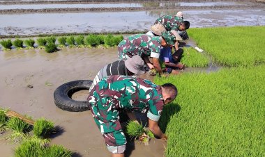 Babinsa Zuhud Bantu Petani Cabut Bibit Padi di Sragen