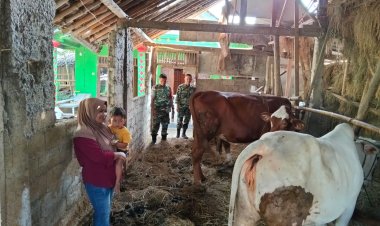 Babinsa Sragen Cek Kesehatan Sapi Warga Demi Ketahanan Pangan