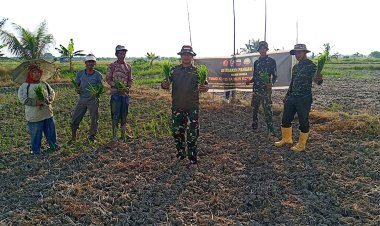 TMMD ke-125 Tanam Padi 2 Hektare di Rohil