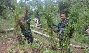 Dandim 0212/TS Musnahkan 30 Ribu Ganja di Tor Sihite Mandailing Natal
