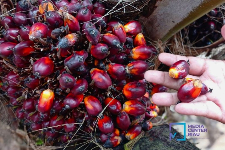 Harga TBS Sawit Riau Naik, Tertinggi Rp3.284/Kg