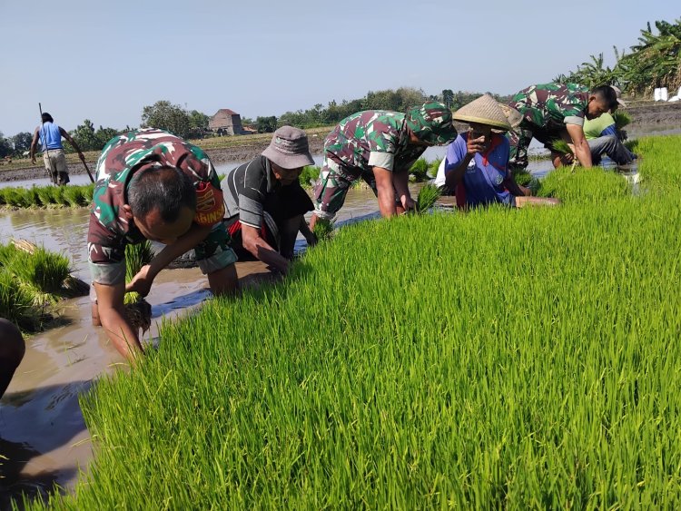 Babinsa Zuhud Bantu Petani Cabut Bibit Padi di Sragen