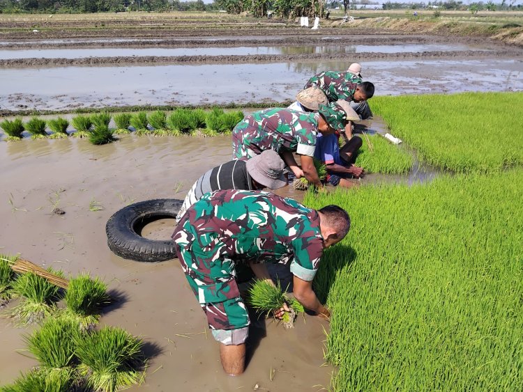 Babinsa Zuhud Bantu Petani Cabut Bibit Padi di Sragen