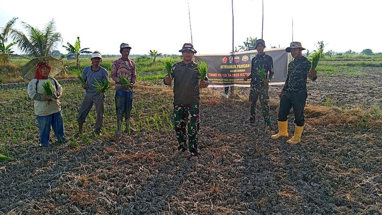 TMMD ke-125 Tanam Padi 2 Hektare di Rohil