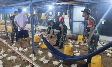 Babinsa Sragen Sambangi Peternakan Ayam Potong, Pastikan Kesehatan Hewan dan Stok Pangan