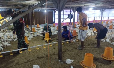 Babinsa Sragen Imbau Peternak Ayam Potong Jaga Kebersihan Kandang