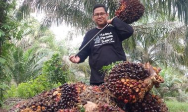 Harga TBS Sawit Riau Turun, Dipicu Anjloknya Harga CPO dan Kernel