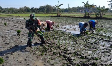 Babinsa Gemolong Bantu Petani Tanam Padi, Perkuat Ketahanan Pangan Sragen