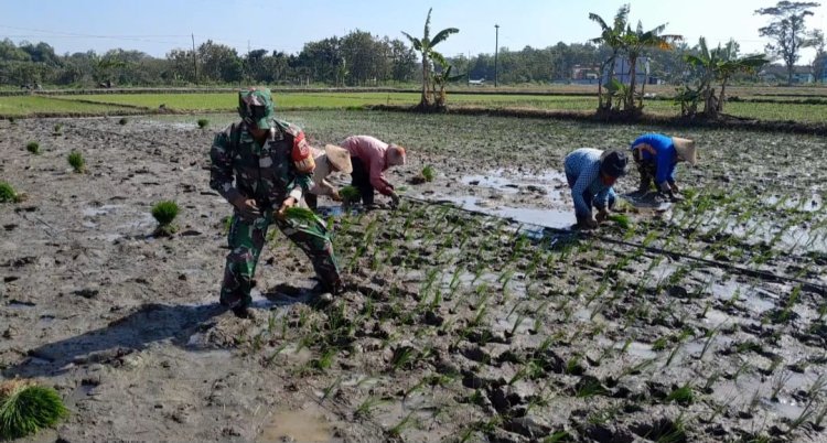 Babinsa Gemolong Bantu Petani Tanam Padi, Perkuat Ketahanan Pangan Sragen