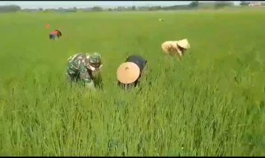 Babinsa Koramil Gemolong Bantu Petani Basmi Gulma Padi di Sragen