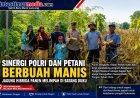 Ketahanan Pangan Bengkalis Menguat, Jagung Hibrida 1 Ton Berhasil Dipanen di Batang Duku