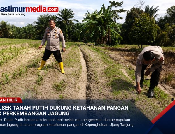 Polsek Tanah Putih Cek Jagung Ketahanan Pangan di Rokan Hilir