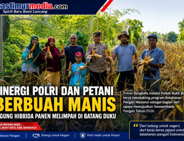 Ketahanan Pangan Bengkalis Menguat, Jagung Hibrida 1 Ton Berhasil Dipanen di Batang Duku