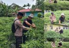 Bhabinkamtibmas Desa Bantar Panen Cabai Rawit, Dukung Ketahanan Pangan Meranti