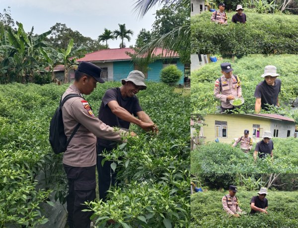 Bhabinkamtibmas Desa Bantar Panen Cabai Rawit, Dukung Ketahanan Pangan Meranti