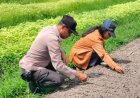 Personil Polsek Pangkalan Kerinci Monitoring Penyemaian di Lahan Bergizi Warga Binaan untuk Dukung Ketahanan Pangan