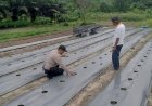 Tingkatkan Ketahanan Pangan,  Bhabinkamtibmas Aipda Wempi Kamri Sambangi Lahan Bergizi Warga Binaan