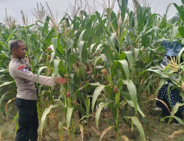 Bhabinkamtibmas Cek Pertumbuhan Jagung Pipil Kuartal III di Lahan Asta Cita KM 55 Dukung Ketahanan Pangan