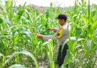 Bhabinkamtibmas Desa Makmur Monitor Pertumbuhan Jagung Pipil di Lahan Kelompok Tani Makmur Jaya