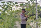 Bhabinkamtibmas Polsek Pangkalan Kerinci Sambangi Lahan Bergizi Warga, Dukung Ketahanan Pangan