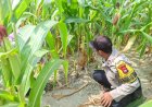 Bhabinkamtibmas Polsek Pangkalan Kerinci Monitoring Pertumbuhan Jagung di Kelompok Tani Makmur Jaya Bersama Guna Dukung Ketahanan Pangan