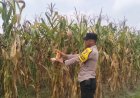 Dukung Ketahanan Pangan, Bhabinkamtibmas Kerinci Barat Monitoring Pertumbuhan Jagung Pipil di Lahan Poktan Asta Cita Km 55