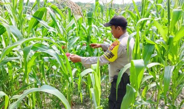 Bhabinkamtibmas Desa Makmur Monitor Pertumbuhan Jagung Pipil di Lahan Kelompok Tani Makmur Jaya