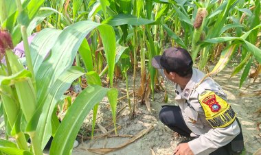 Bhabinkamtibmas Polsek Pangkalan Kerinci Monitoring Pertumbuhan Jagung di Kelompok Tani Makmur Jaya Bersama Guna Dukung Ketahanan Pangan