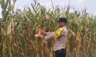 Dukung Ketahanan Pangan, Bhabinkamtibmas Kerinci Barat Monitoring Pertumbuhan Jagung Pipil di Lahan Poktan Asta Cita Km 55