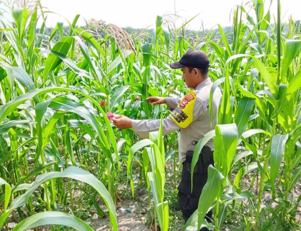Bhabinkamtibmas Desa Makmur Monitor Pertumbuhan Jagung Pipil di Lahan Kelompok Tani Makmur Jaya