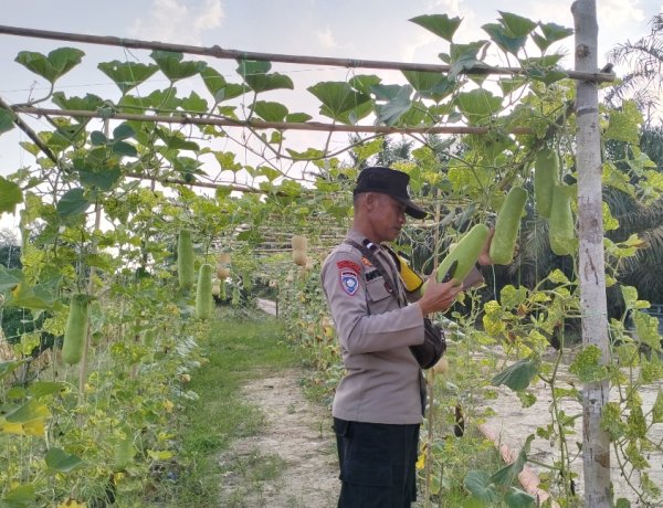 Bhabinkamtibmas Polsek Pangkalan Kerinci Sambangi Lahan Bergizi Warga, Dukung Ketahanan Pangan