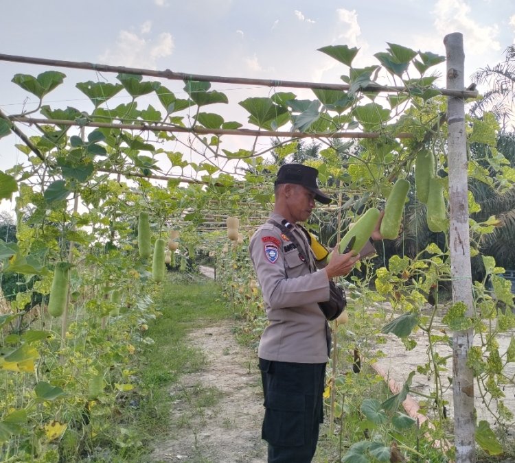 Bhabinkamtibmas Polsek Pangkalan Kerinci Sambangi Lahan Bergizi Warga, Dukung Ketahanan Pangan