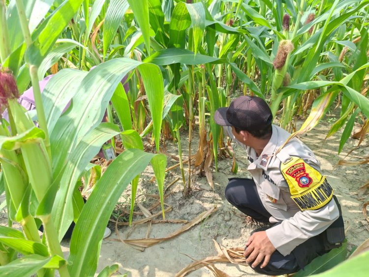 Bhabinkamtibmas Polsek Pangkalan Kerinci Monitoring Pertumbuhan Jagung di Kelompok Tani Makmur Jaya Bersama Guna Dukung Ketahanan Pangan